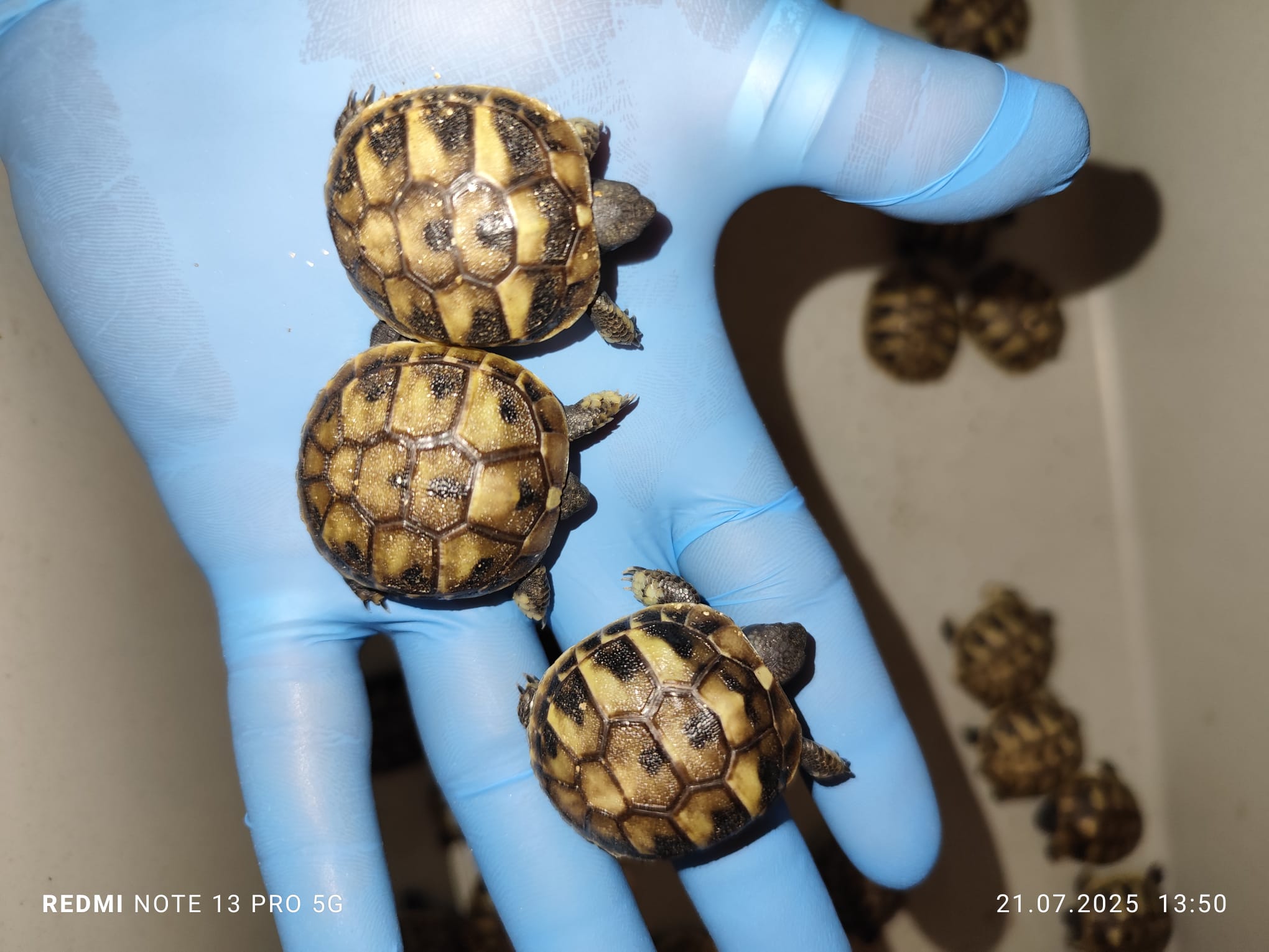 Testudo Hermanni Baby's Tortoises